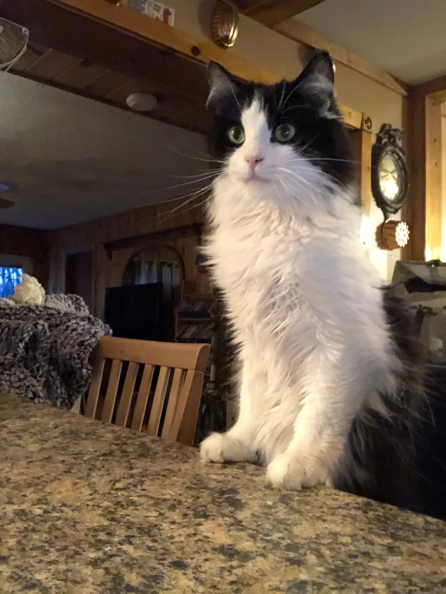 Peanut’s Maine Adventures
